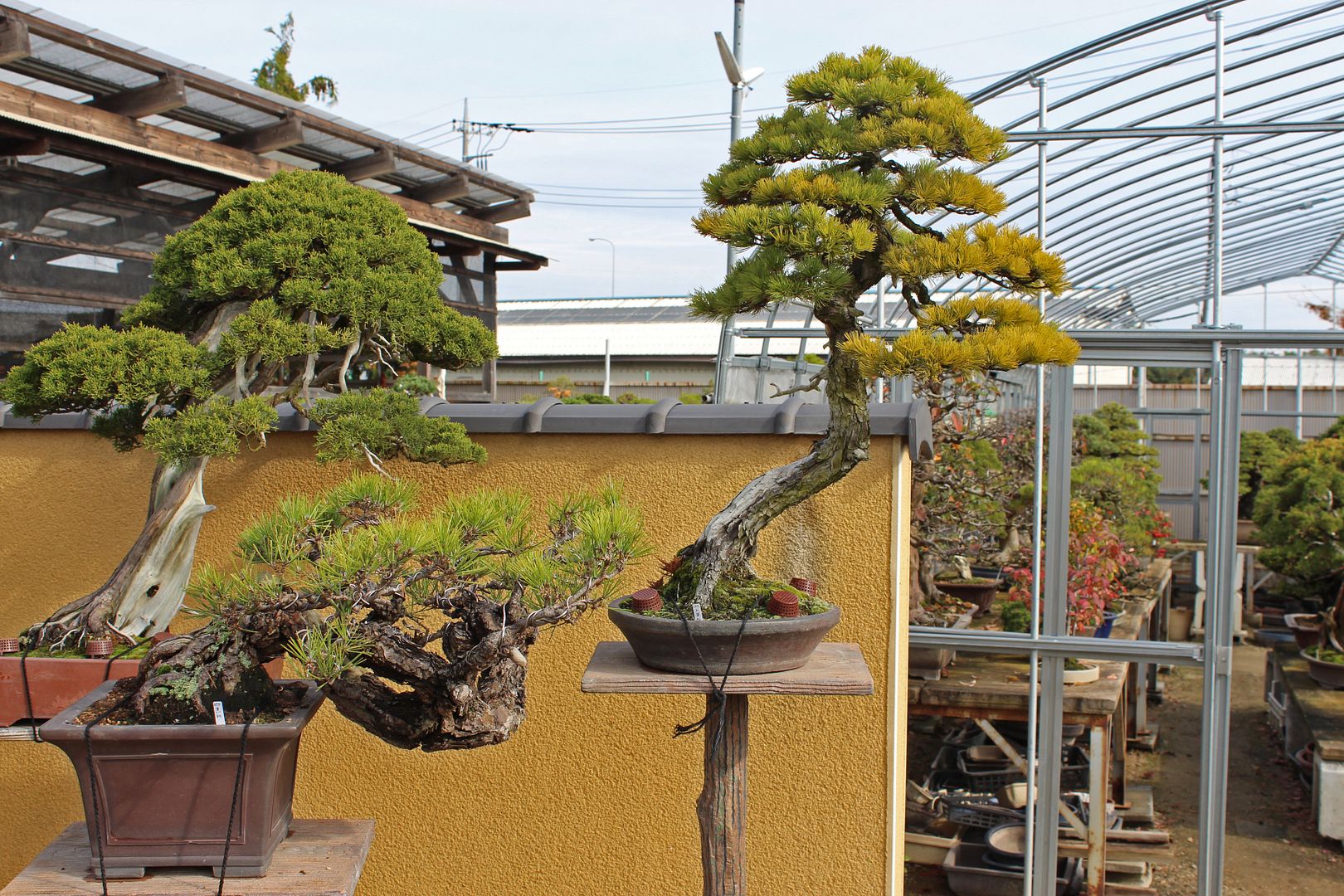 JAPAN TRIP PART 1 [OMIYA BONSAI VILLAGE] Bonsai Nut